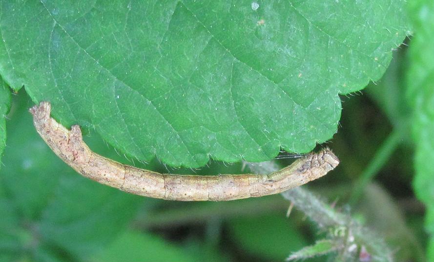 Bruco da ID - Cfr. Peribatodes rhomboidaria
